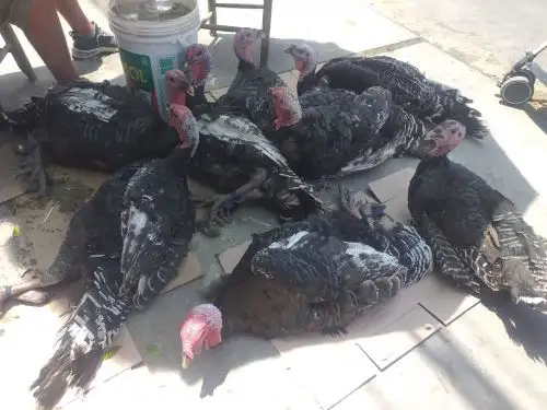Los pavos de plumas negras son las que se cotizan más en el mercado Palermo de Trujillo. La demanda de esta ave aumentó ante la cercanía de la navidad. Foto cortesía: Randy Reyes