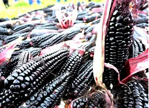 El supermaíz morado INIA 601, que se produce en Cajamarca, es una excelente variedad que destaca por su alto contenido de antocianina y antioxidantes que ayudan a prevenir diversos tipos de cáncer y otras enfermedades. Foto: Eduard Lozano