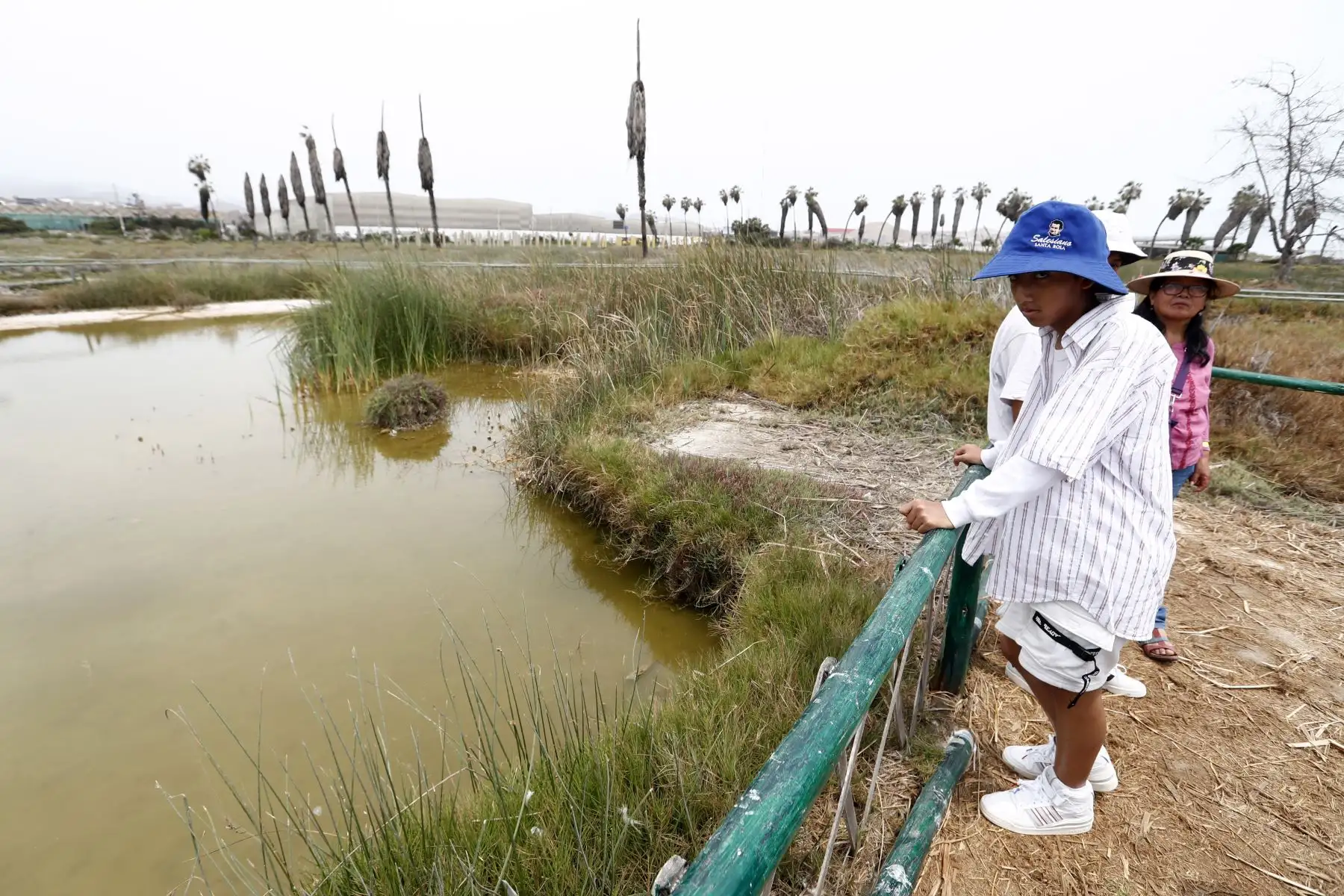 Los visitantes de los Pantanos de Villa en Chorrillos pudieron apreciar toda la flora y fauna que alberga el área de conservación en el día de la Navidad. Foto: ANDINA/Daniel Bracamonte