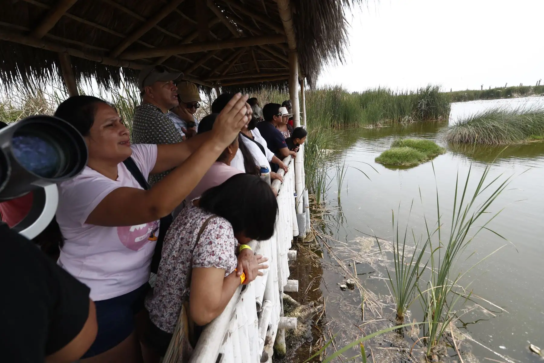 Los visitantes de los Pantanos de Villa en Chorrillos pudieron apreciar toda la flora y fauna que alberga el área de conservación en el día de la Navidad. Foto: ANDINA/Daniel Bracamonte