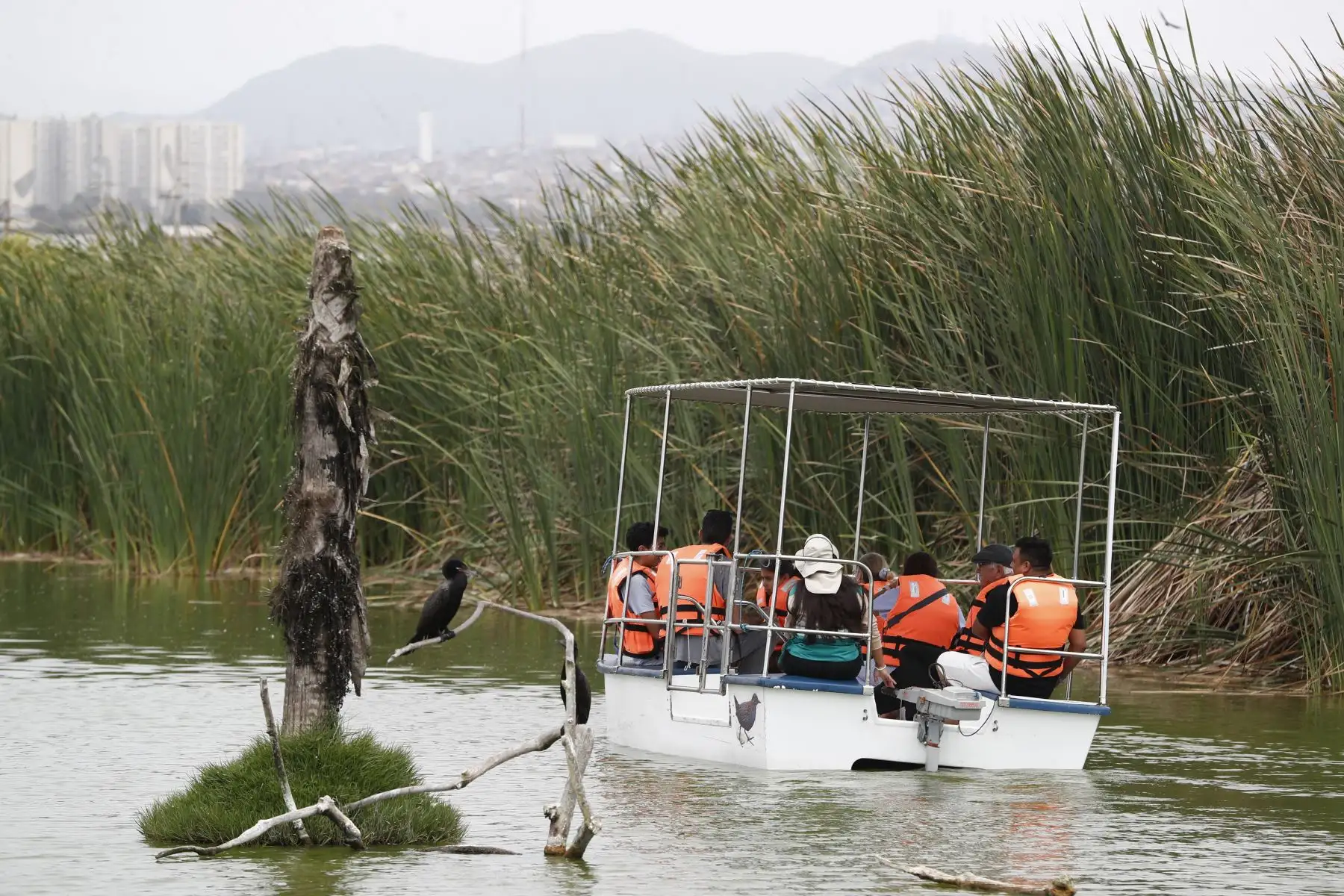 Los Pantanos de Villa de Chorrillos recibió el día de Navidad, 25 de diciembre, a decenas de turistas nacionales y extranjeros, quienes recorrieron el área de conservación con un guía, y además pudieron tomar un paseo en catamarán. Foto: ANDINA/Daniel Bracamonte