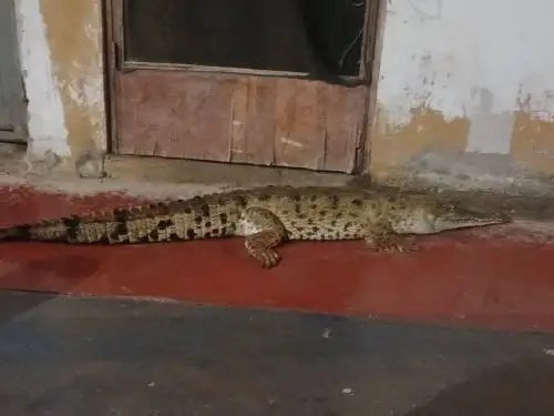 Esta madrugada un cocodrilo de 1.5 metros de largo fue sorprendido desplazándose por las calles del distrito de Corrales ante la sorpresa de los pobladores locales.