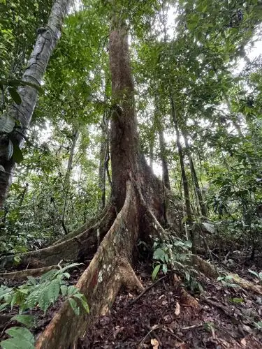 Perú y Brasil garantizan el aprovechamiento sostenible del shihuahuaco y tahuarí