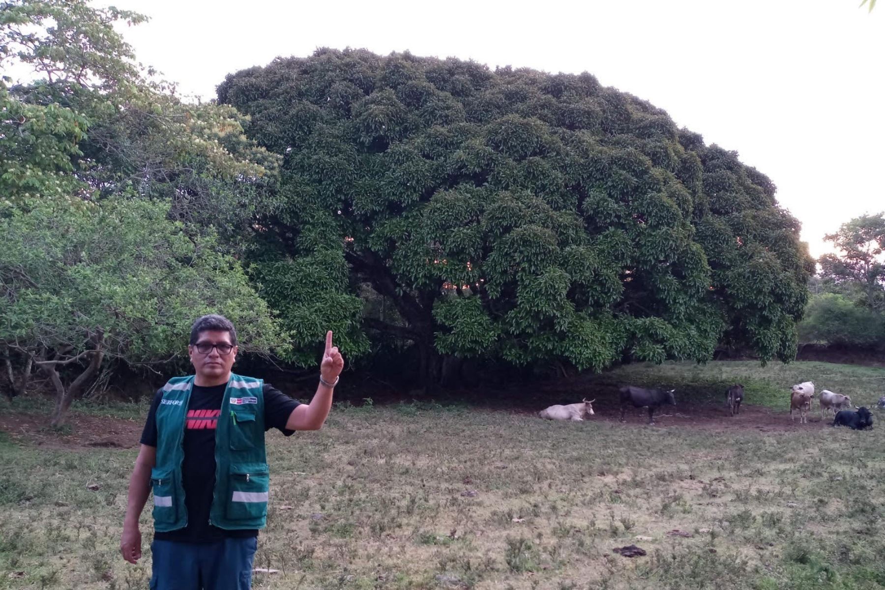 El ficus de Quellouno tiene más de 20 metros de altura y alrededor de dos siglos de vida.