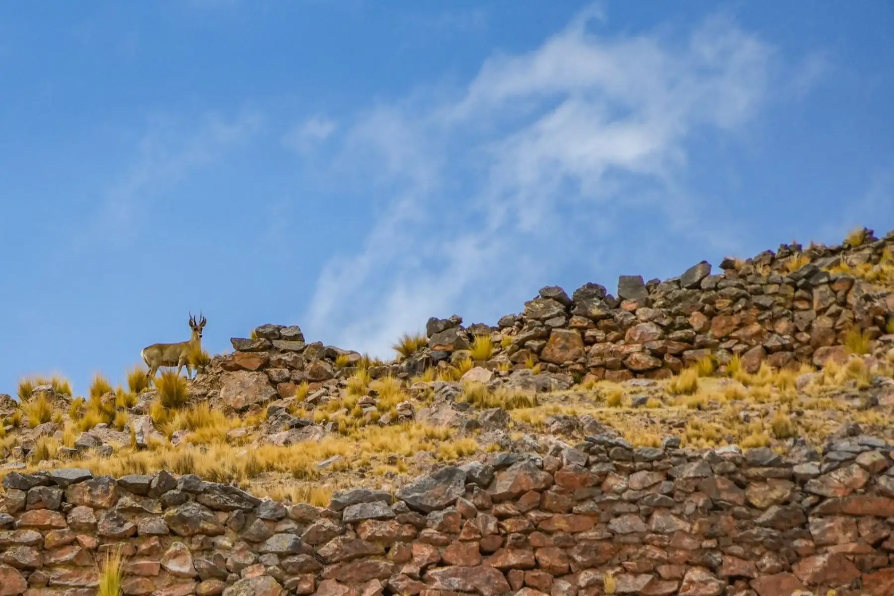 Con videos y fotografías subidas a redes sociales, la municipalidad de esta localidad difunde sus legados pre incas y caprichosos atractivos paisajísticos, ahora que miles de turistas arribarán a la ciudad del Cusco y atractivos, como el parque arqueológico de Machu Picchu, a recibir el 2024.
Foto: Municipalidad Distrital de Checca