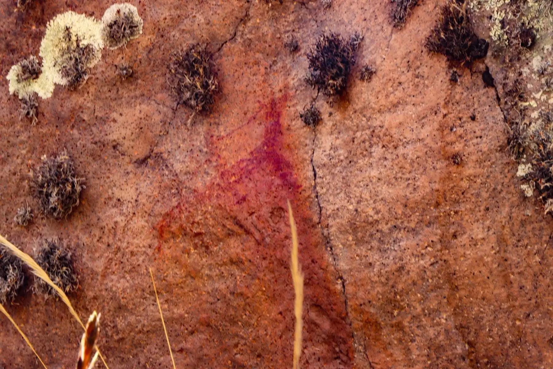 En las mismas orillas del Cañón del Apurímac, se evidencian también centenares de pinturas rupestres como las de Huancarpata Anansaya y Huancarpata Kaka, en las que se aprecia grupos de hombres, camélidos y zorros andinos, que demuestran el desarrollo de la caza, crianza probablemente de la vicuña, alpaca y llamas, según indicó Tinta Ayma.
Foto: Municipalidad Distrital de Checca