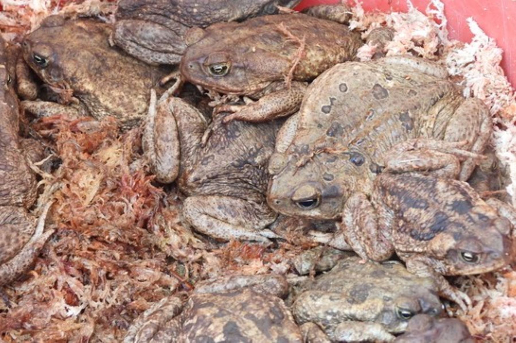 Ejemplares de anfibios que eran comercializados de manera ilegal y que fueron recuperados por el Serfor (imagen referencial). Foto: SERFOR/Difusión.