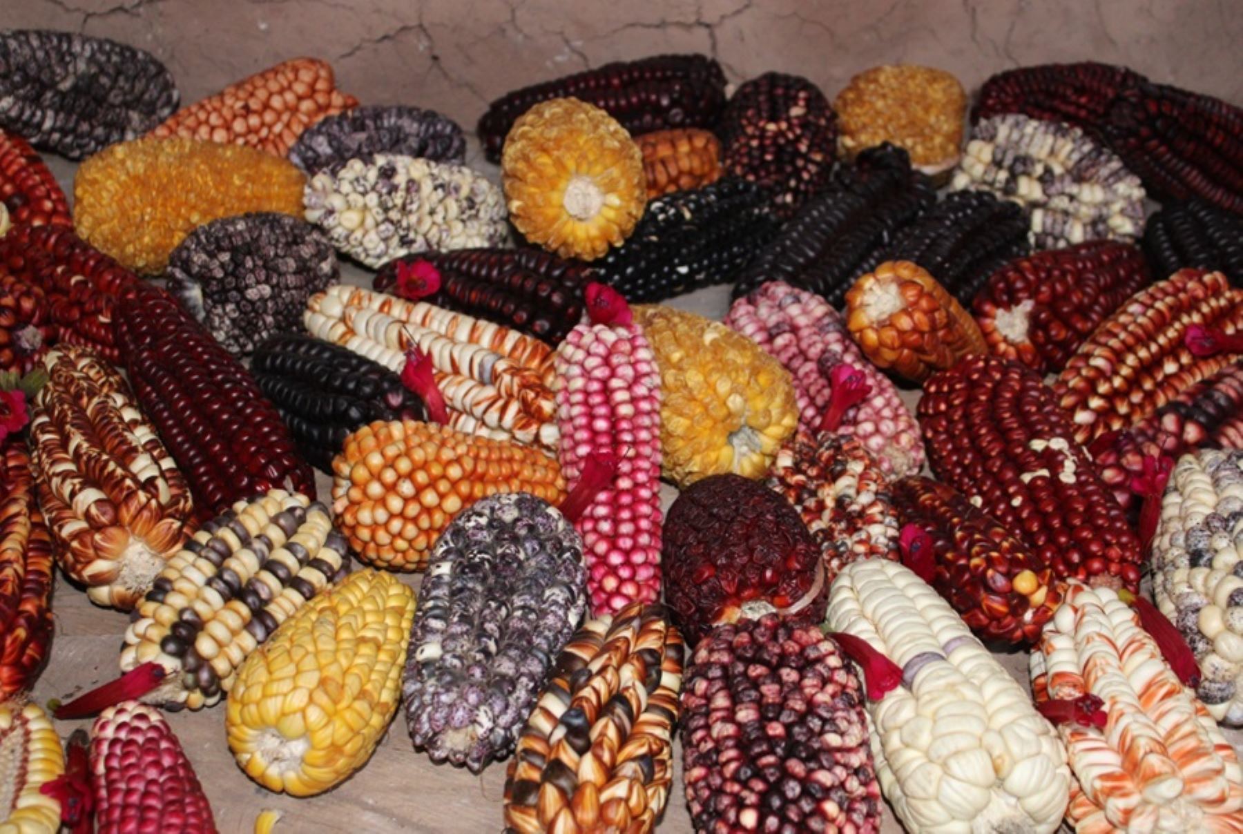 Andahuaylas, en la región de Apurímac, ha sido reconocida, por el Ministerio de Desarrollo Agrario y Riego como la novena Zona de Agrobiodiversidad (ZABD) en virtud a su importante diversidad genética, mayormente de raíces y tuberosas andinas, cereales, leguminosas, granos andinos y plantas medicinales.