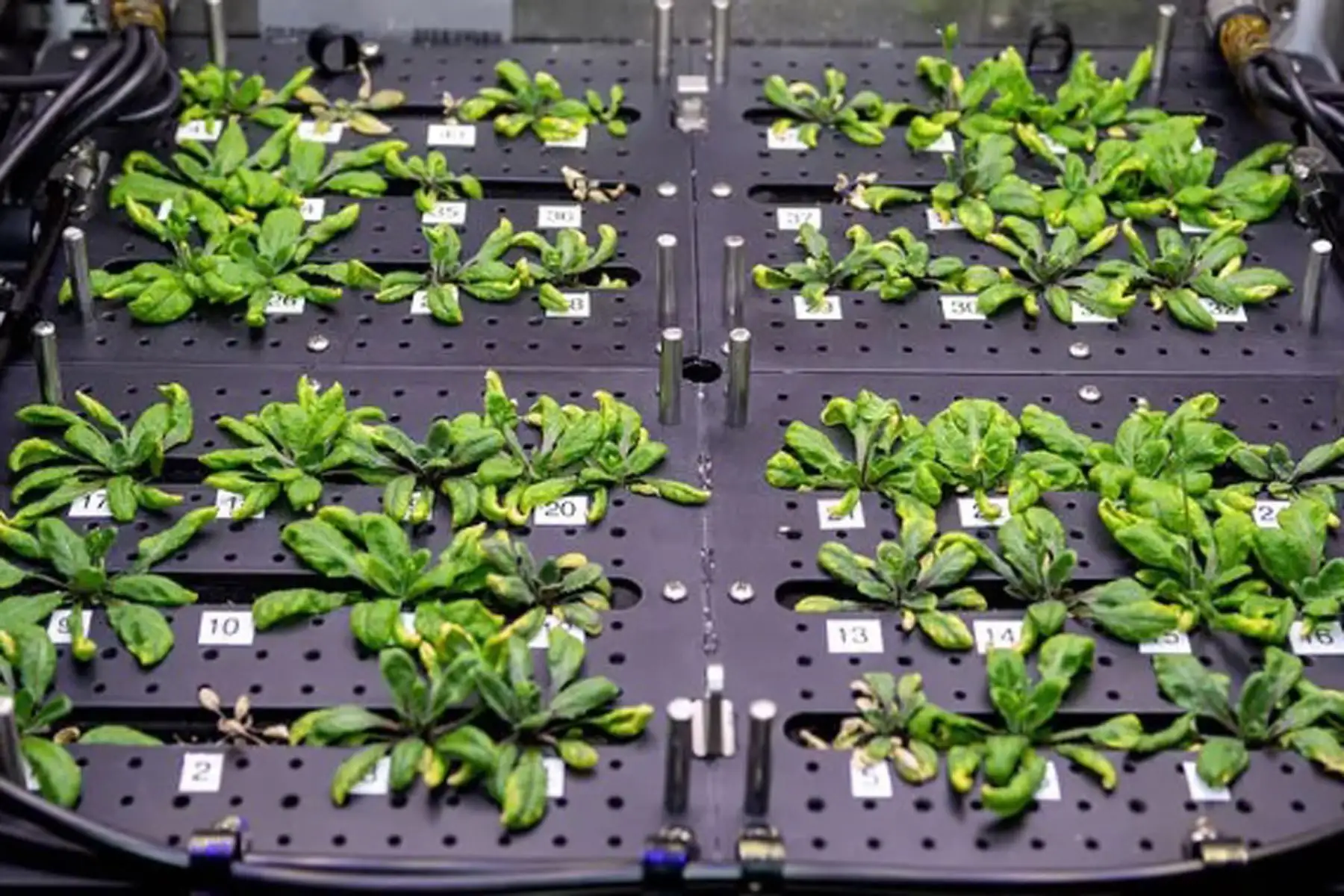 El Hábitat de Plantas 03, uno de los primeros experimentos de cultivos multigeneracionales a bordo de la estación espacial, estudia si las adaptaciones genéticas en microgravedad se transfieren a la siguiente generación. Esta investigación podría ofrecer información sobre cómo proporcionar alimentos y otros servicios para futuras misiones espaciales mediante el cultivo de generaciones repetidas de plantas.
Foto: NASA