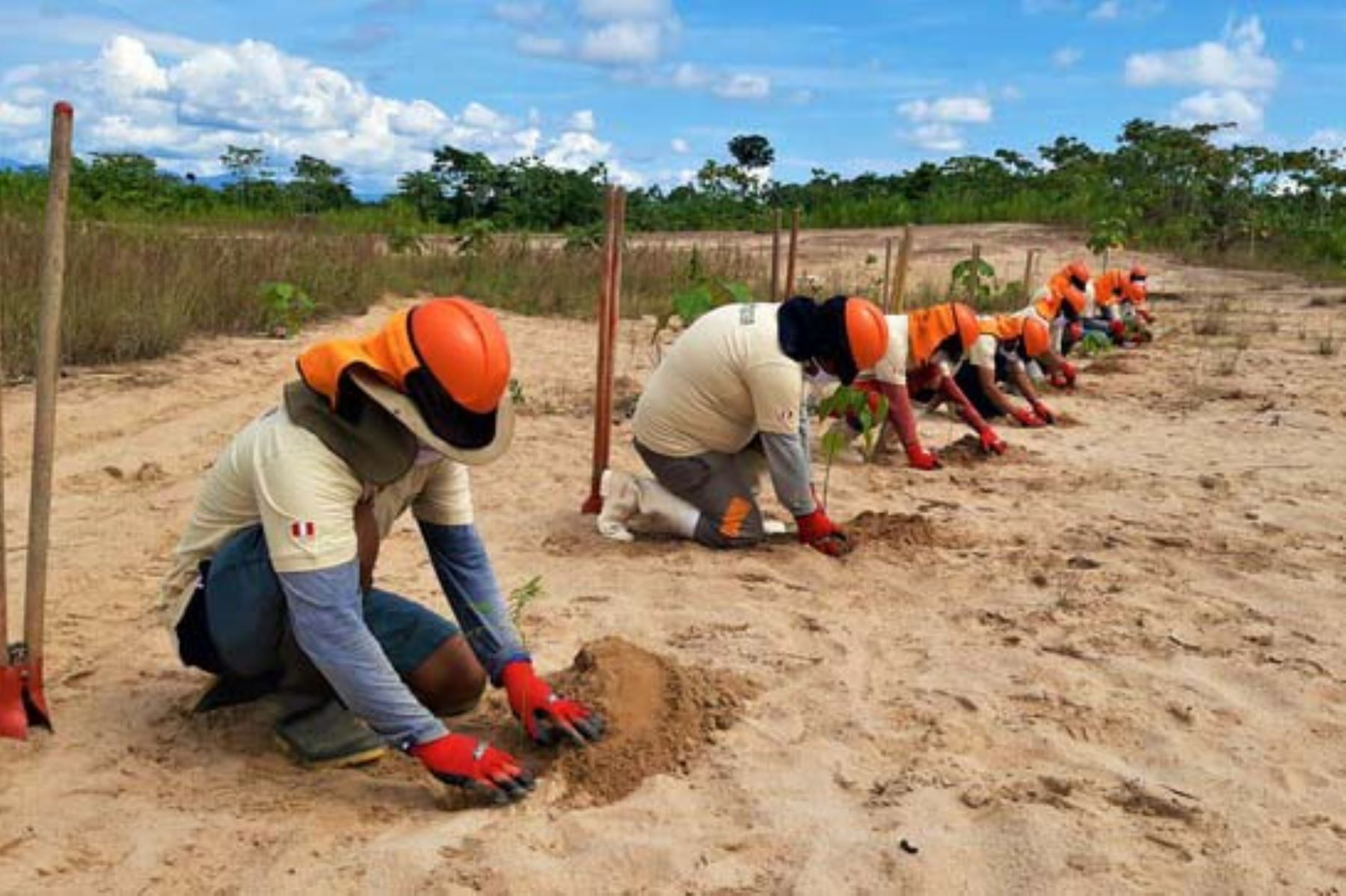 Se plantaron diferentes especies forestales de alto valor económico en las áreas degradadas, informó el Minam. Foto: ANDINA/Minam