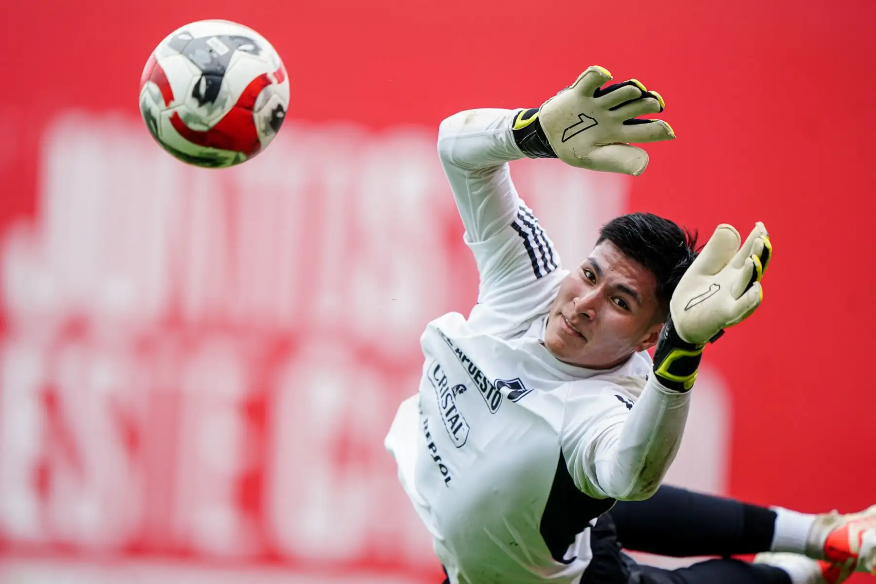 LaBicolor Sub 23 continúa entrenando en la Videna al mando de José Guillermo "Chemo" del Solar. El combinado nacional se prepara para competir en el CONMEBOL Preolímpico 2024 que se disputará en Venezuela.
Foto: ANDINA/FPF
