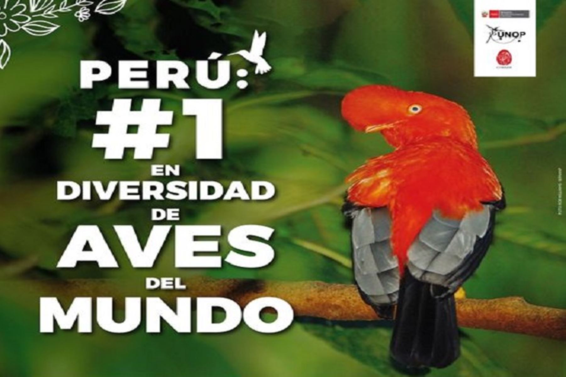 ¡Gran noticia! Perú celebra: número 1 en lista de países de avistamiento de aves