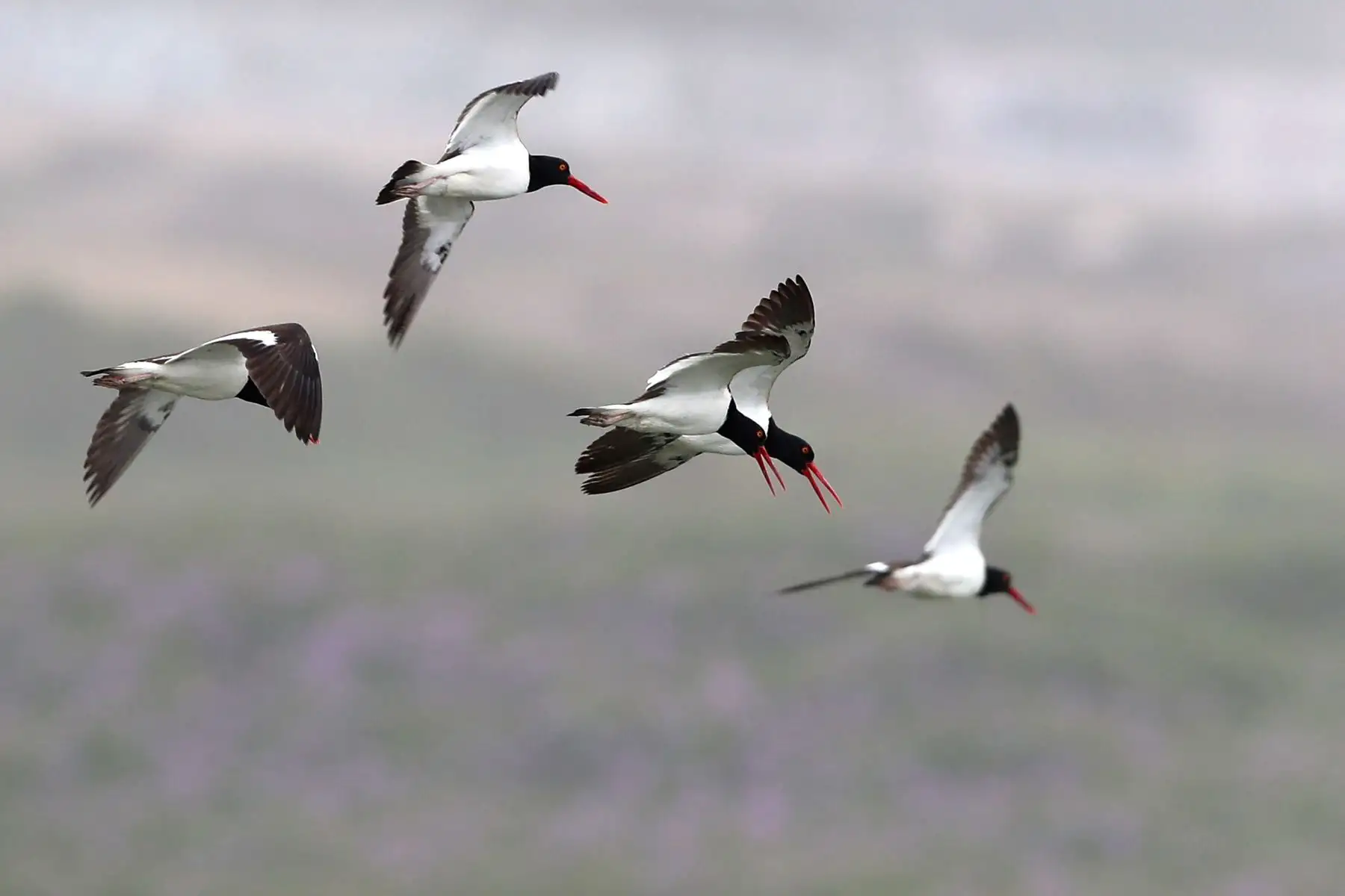 Aves vuelan dentro del refugio de vida silvestre "Los Pantanos de Villa", hoy, en el sur de Lima- Perú se ha convertido en el "líder mundial con la mayor diversidad de aves del planeta", al alcanzar un registro de 1.879 especies de este tipo.Foto: ANDINA/EFE