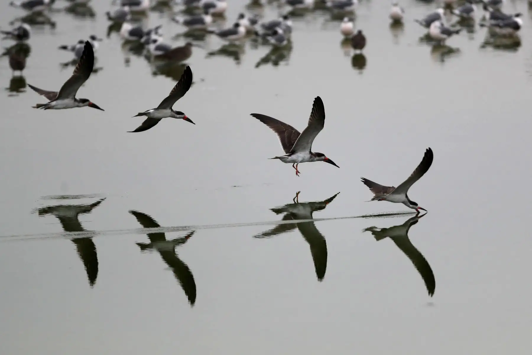 Aves vuelan sobre un cuerpo de agua en el refugio de vida silvestre "Los Pantanos de Villa", hoy, en el sur de Lima - Perú se ha convertido en el "líder mundial con la mayor diversidad de aves del planeta", al alcanzar un registro de 1.879 especies de este tipo, con lo que superó a Colombia. Foto: ANDINA/EFE