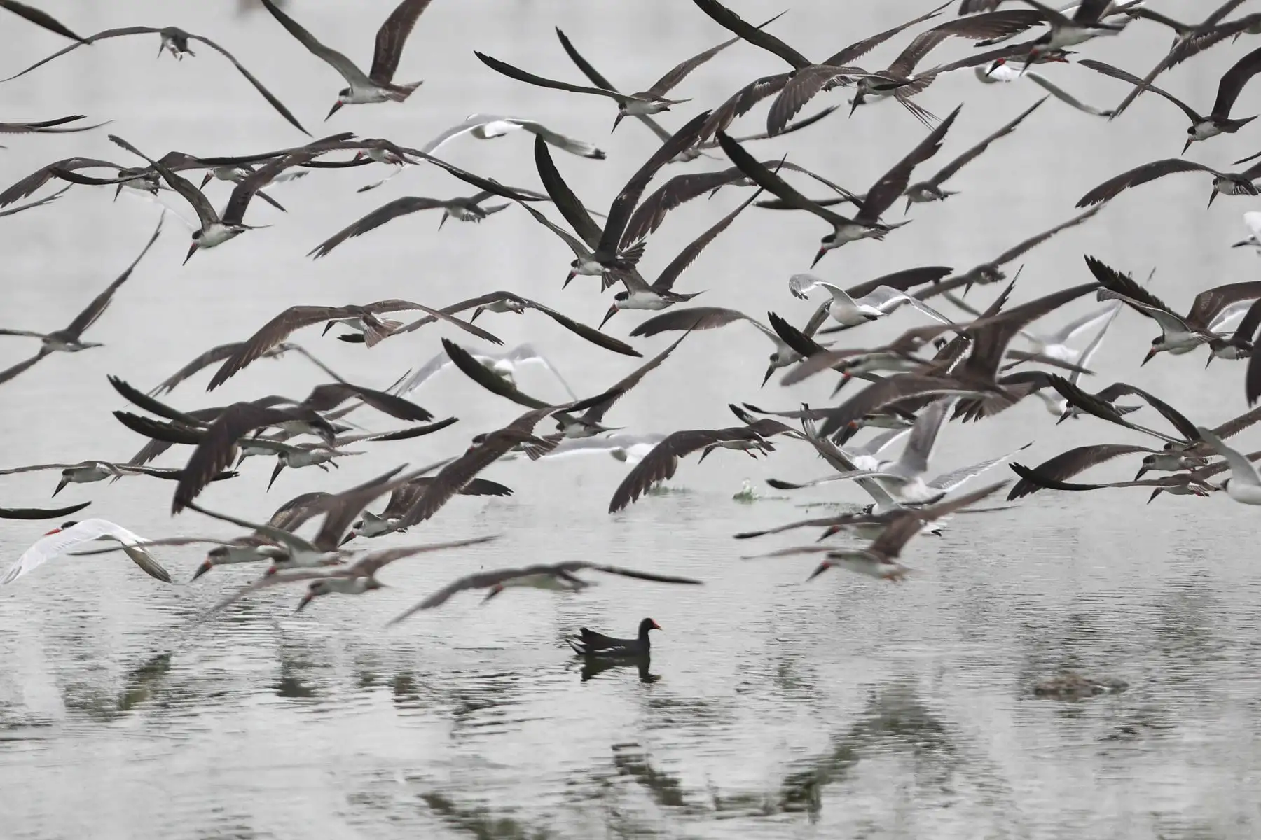 Aves vuelan sobre un cuerpo de agua en el refugio de vida silvestre "Los Pantanos de Villa", hoy, en el sur de Lima (Perú). Perú se ha convertido en el "líder mundial con la mayor diversidad de aves del planeta", al alcanzar un registro de 1.879 especies de este tipo, con lo que superó a Colombia, informaron este jueves fuentes oficiales. Foto: ANDINA/EFE