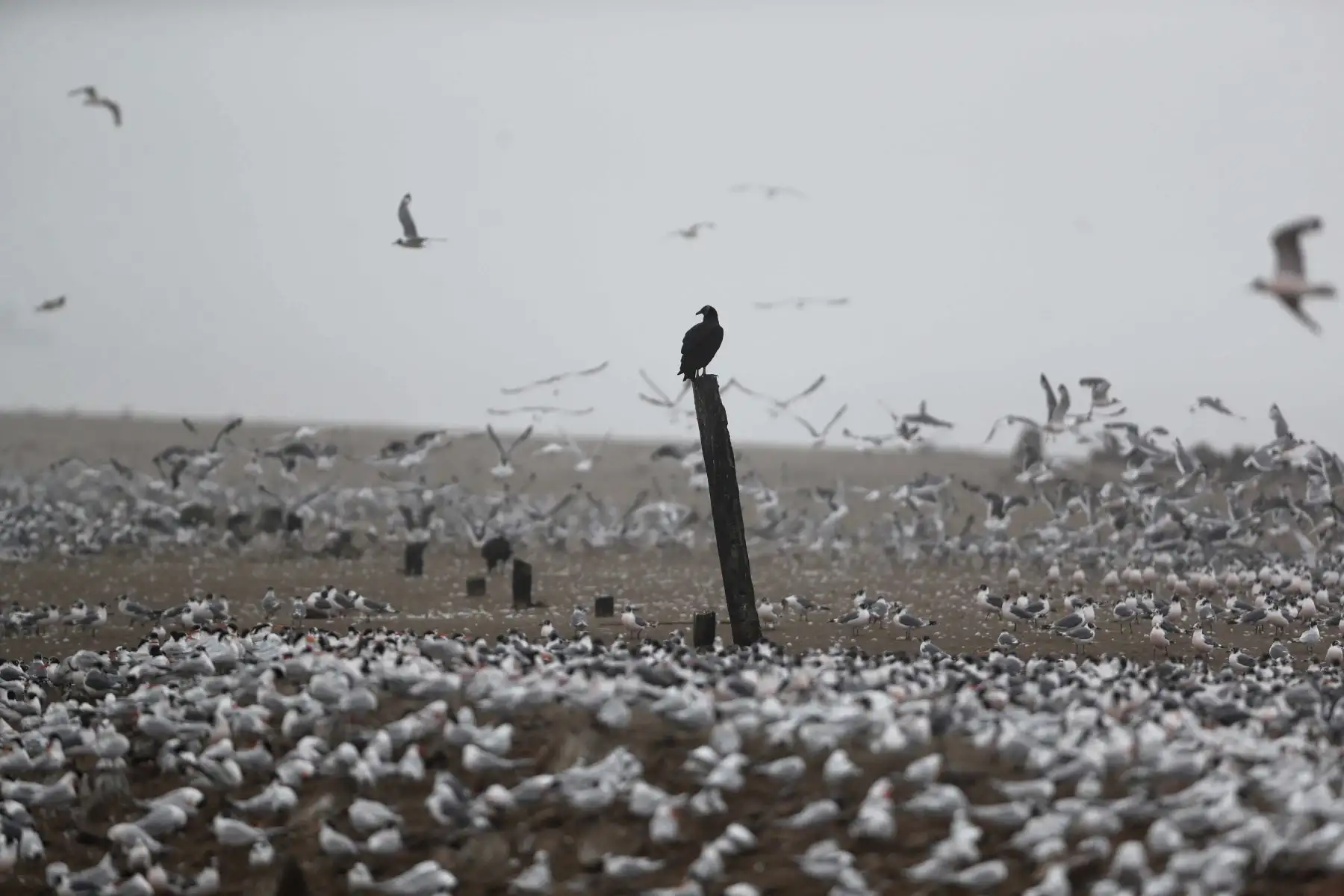 Docenas de aves en el refugio de vida silvestre "Los Pantanos de Villa", hoy, en el sur de Lima (Perú). Perú se ha convertido en el "líder mundial con la mayor diversidad de aves del planeta", al alcanzar un registro de 1.879 especies de este tipo, con lo que superó a Colombia. Foto: ANDINA/ EFE
