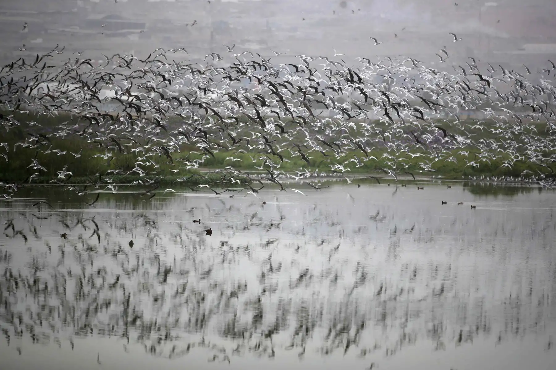 Docenas de aves en el refugio de vida silvestre "Los Pantanos de Villa", hoy, en el sur de Lima (Perú). Perú se ha convertido en el "líder mundial con la mayor diversidad de aves del planeta", al alcanzar un registro de 1.879 especies de este tipo, con lo que superó a Colombia. Foto: ANDINA/ EFE