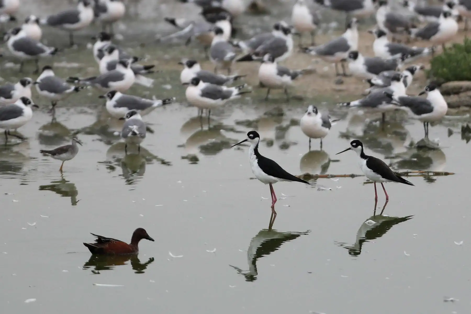 Aves descansan sobre un cuerpo de agua en el refugio de vida silvestre "Los Pantanos de Villa", hoy, en el sur de Lima (Perú). Perú se ha convertido en el "líder mundial con la mayor diversidad de aves del planeta", al alcanzar un registro de 1.879 especies de este tipo, con lo que superó a Colombia. Foto:ANDINA/EFE