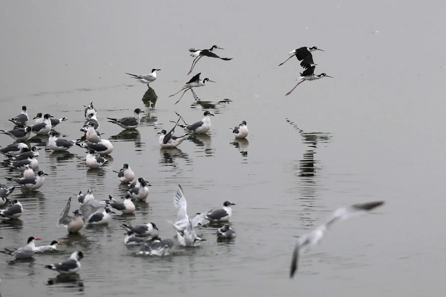 Docenas de aves en el refugio de vida silvestre "Los Pantanos de Villa", hoy, en el sur de Lima (Perú). Perú se ha convertido en el "líder mundial con la mayor diversidad de aves del planeta", al alcanzar un registro de 1.879 especies de este tipo, con lo que superó a Colombia. Foto: ANDINA/ EFE