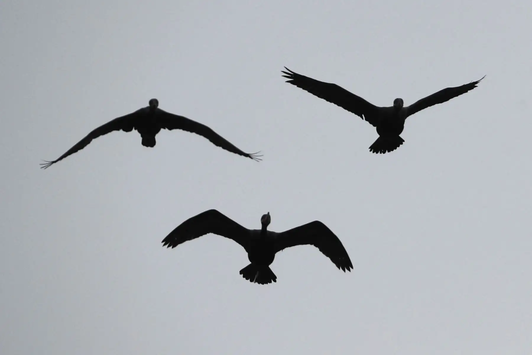 Tres aves sobrevuelan el refugio de vida silvestre "Los Pantanos de Villa", hoy, en el sur de Lima (Perú). Perú se ha convertido en el "líder mundial con la mayor diversidad de aves del planeta", al alcanzar un registro de 1.879 especies de este tipo, con lo que superó a Colombia. Foto: ANDINA/EFE