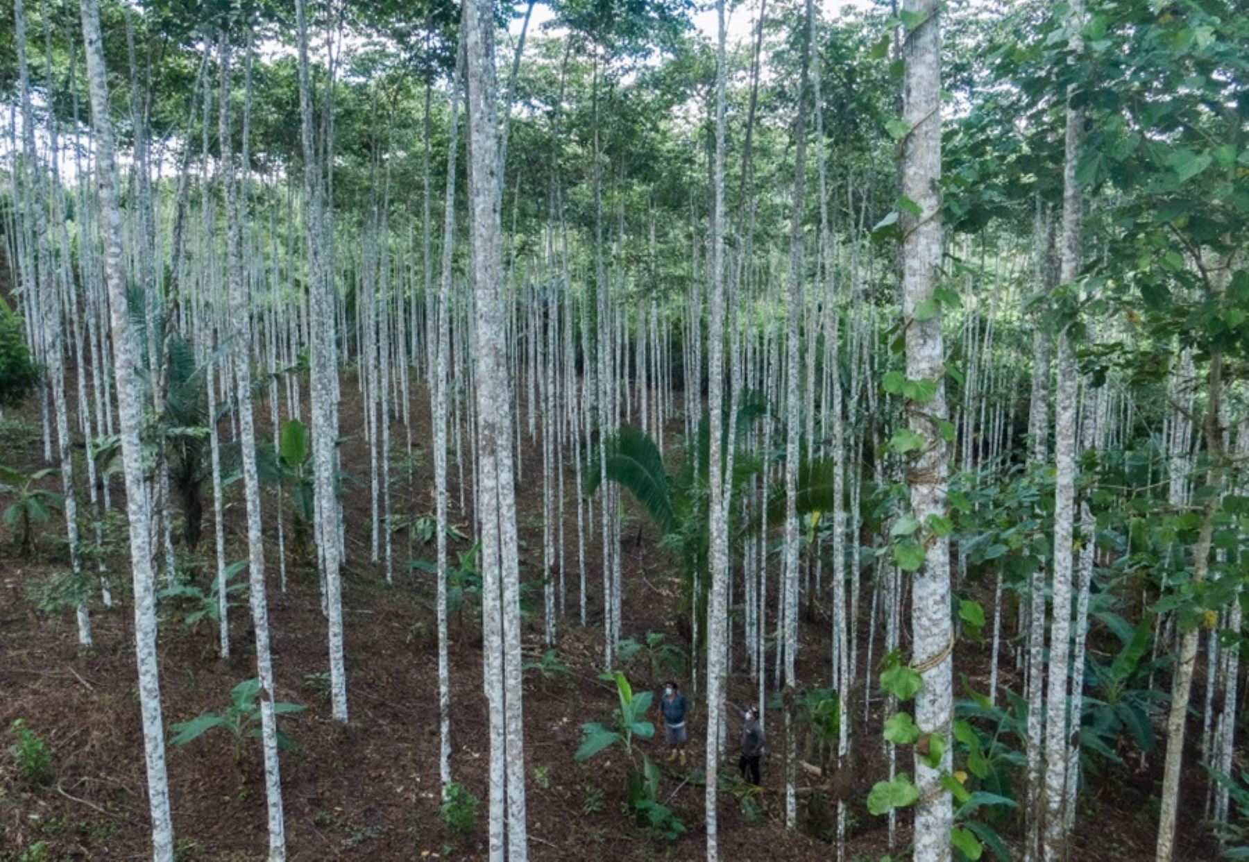 Serfor realizó conversatorios en 7 regiones para potenciar programa de inversión forestal