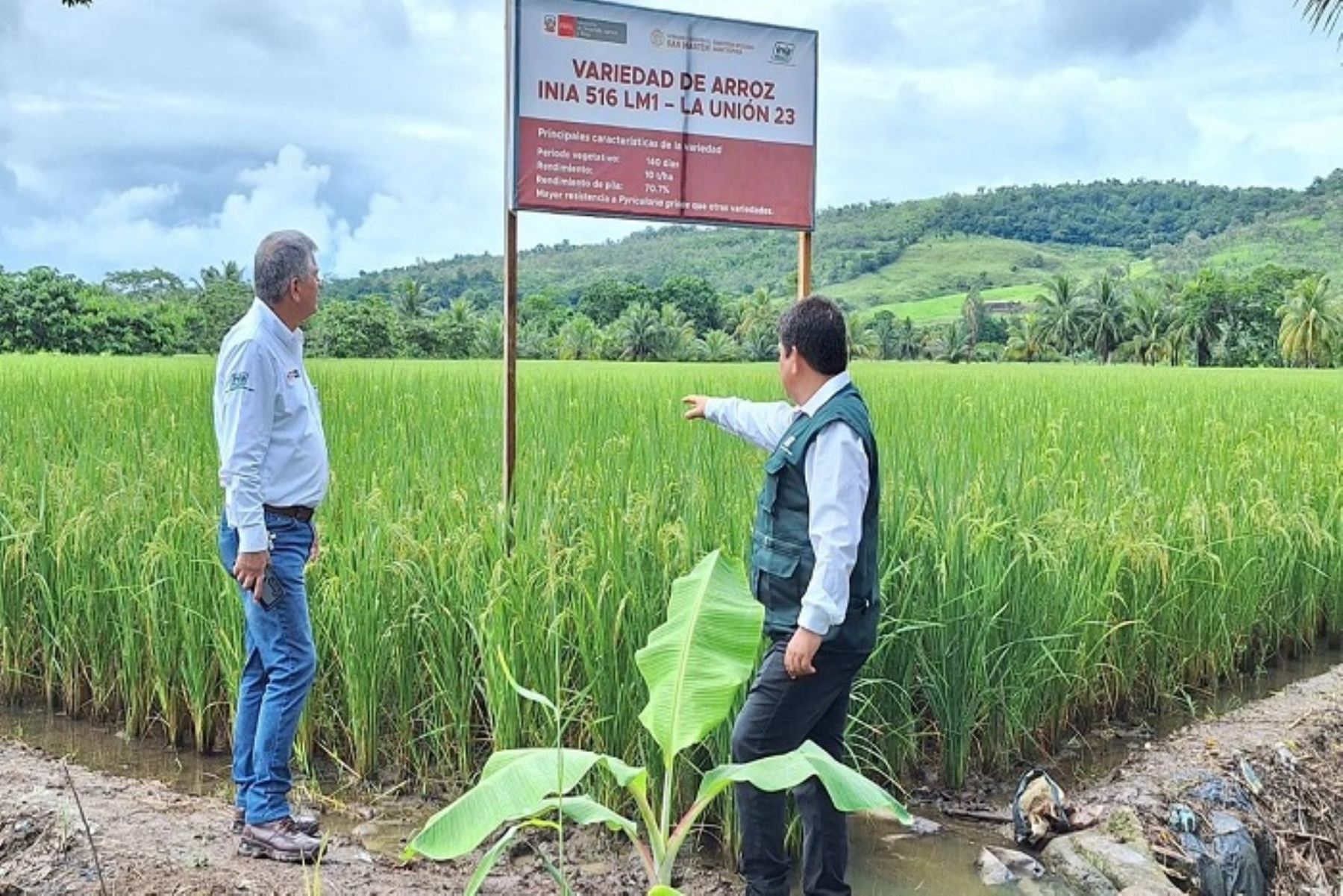 Esta variedad de arroz INIA 516 LM1 La Unión 23, es de alto valor genético y tolerante a las plagas y enfermedades y permitirá incrementar el rendimiento en 10 toneladas por hectárea de las áreas de cultivo de alrededor de 3,500 productores de la región.