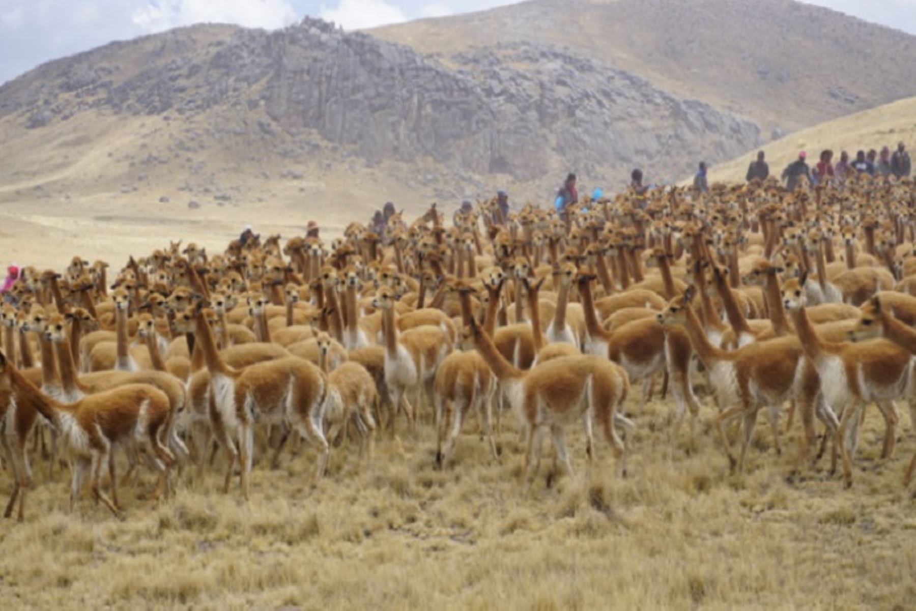 El 2023 se supervisó el traslado de 155 vicuñas desde dos islas del lago Titicaca a los distritos de Azángaro, Capaso y Quilcapunco, cuyas comunidades tienen su Dema aprobada.