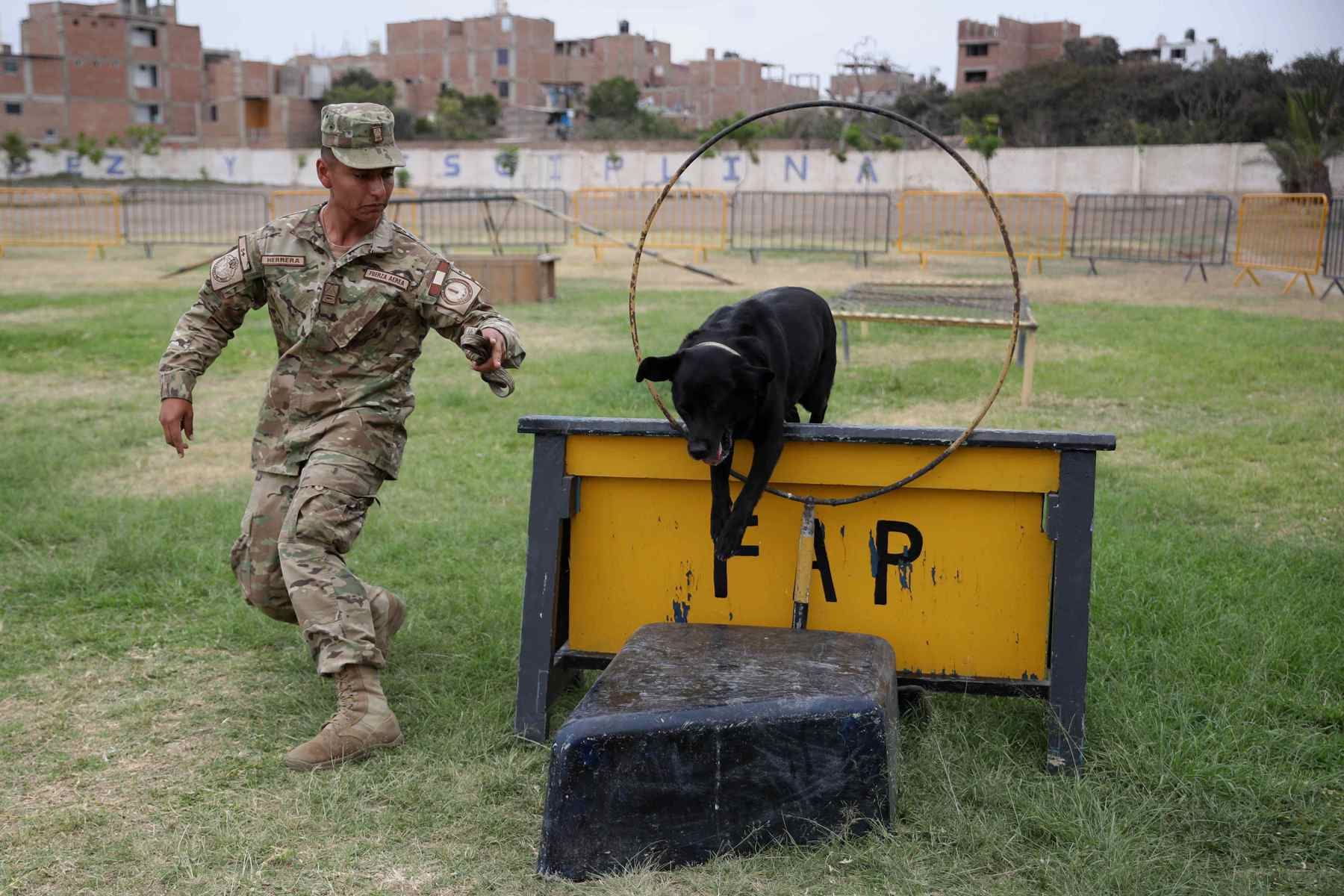 Soldados trabajan en el adiestramiento de cachorros el 19 de diciembre de 2023 en el departamento de adiestramiento canino de la Fuerza Aérea del Perú, en la base Las Palmas, en Lima (Perú). Foto:EFE