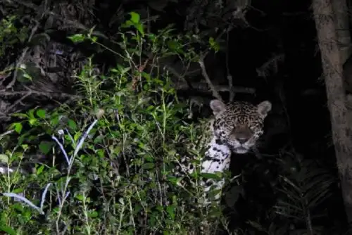 Este espacio no solo conserva biodiversidad, sino también permite la convivencia con las comunidades nativas fuera del parque.