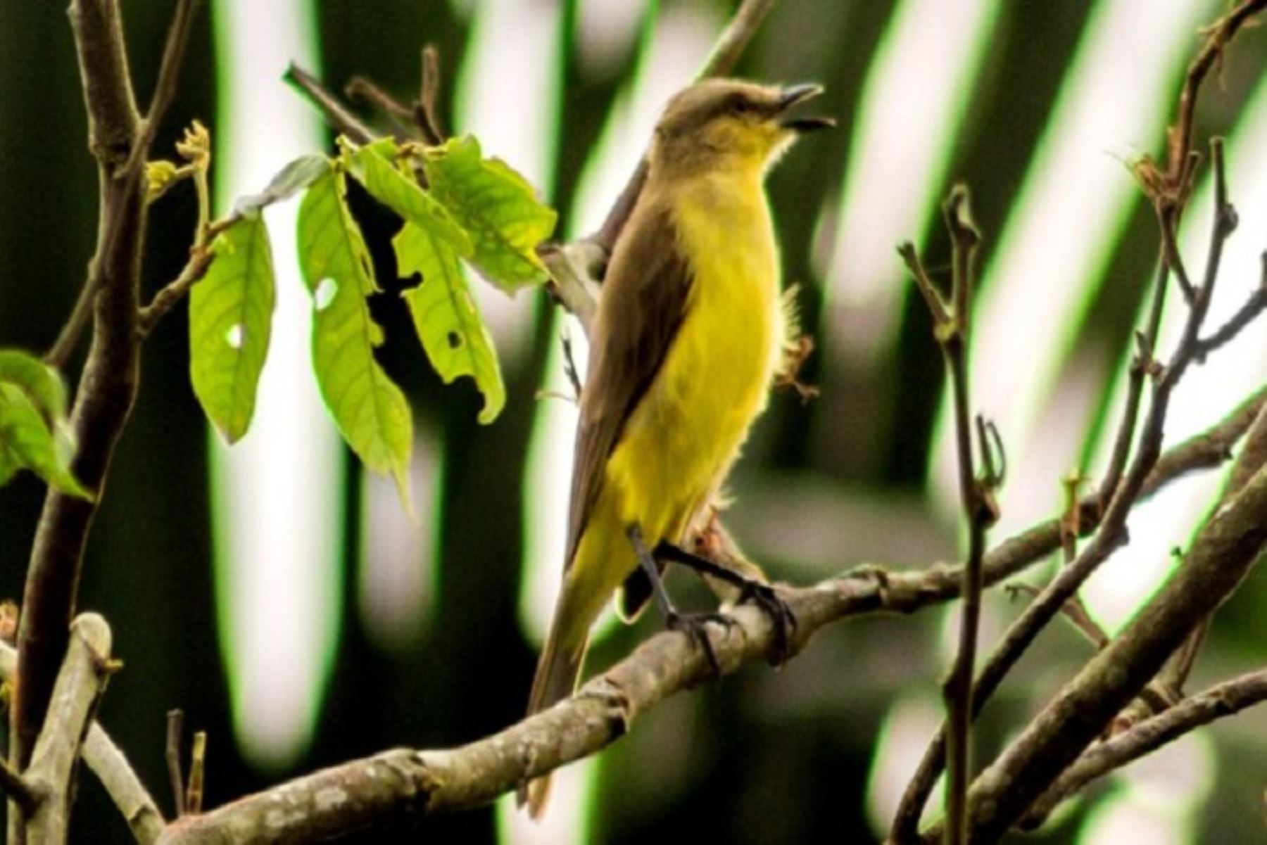 Estos hallazgos han sido publicados en una edición especial del boletín de la Unión de Ornitólogos del Perú.