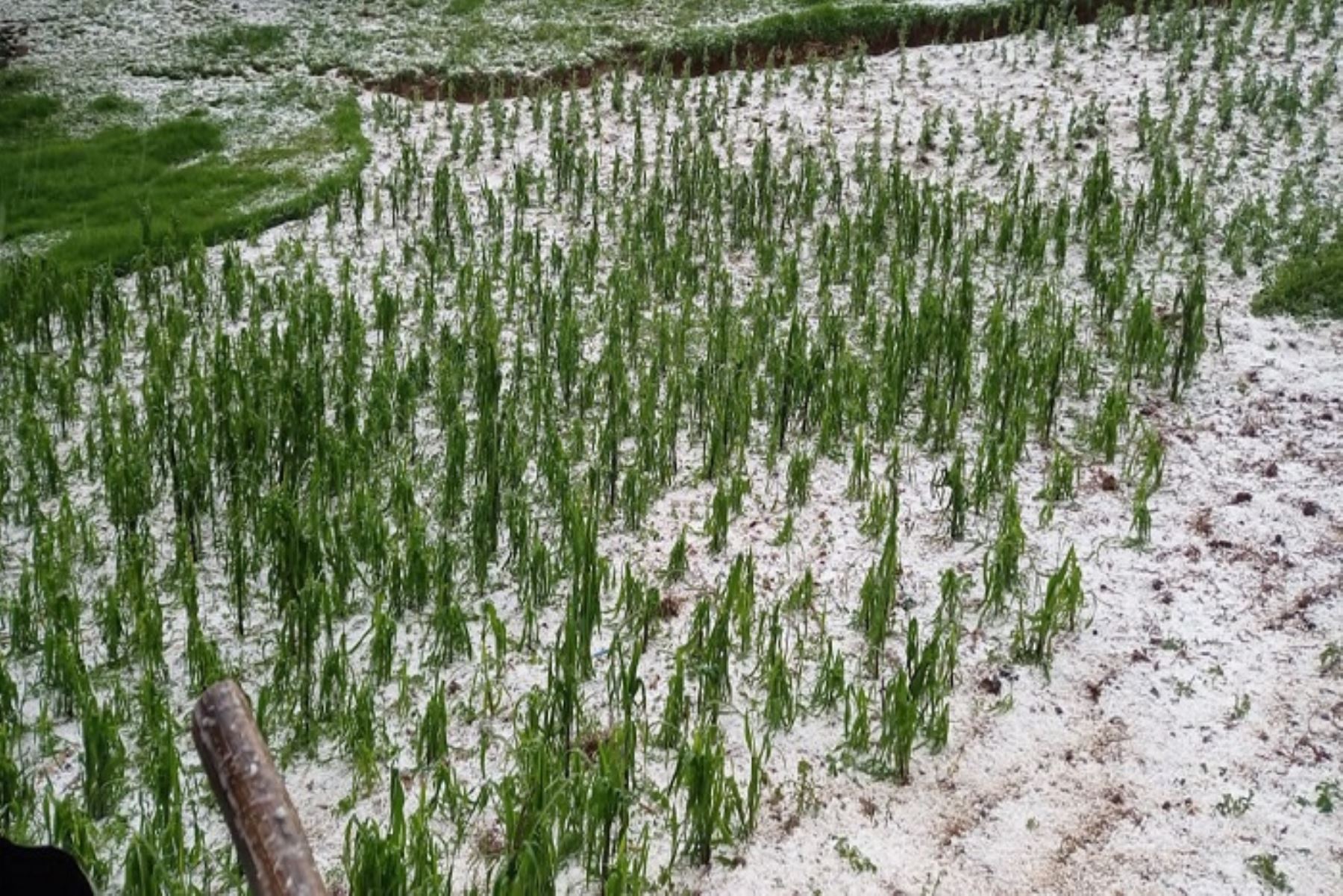 Senamhi pronostica la caída de nieve, granizo, aguanieve y lluvia de moderada intensidad en la Sierra los días 11 y 12 de enero.