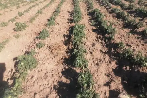 Se recomienda adoptar medidas de mitigación (en el momento) como regar inmediatamente después de la helada y aplicar abonos foliares para ayudar en la recuperación del cultivo.