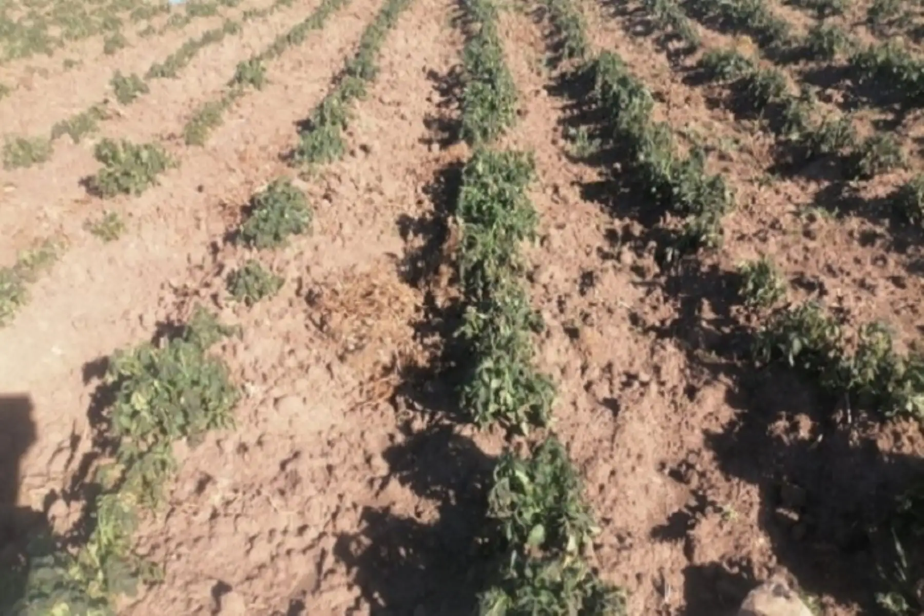 Se recomienda adoptar medidas de mitigación (en el momento) como regar inmediatamente después de la helada y aplicar abonos foliares para ayudar en la recuperación del cultivo.