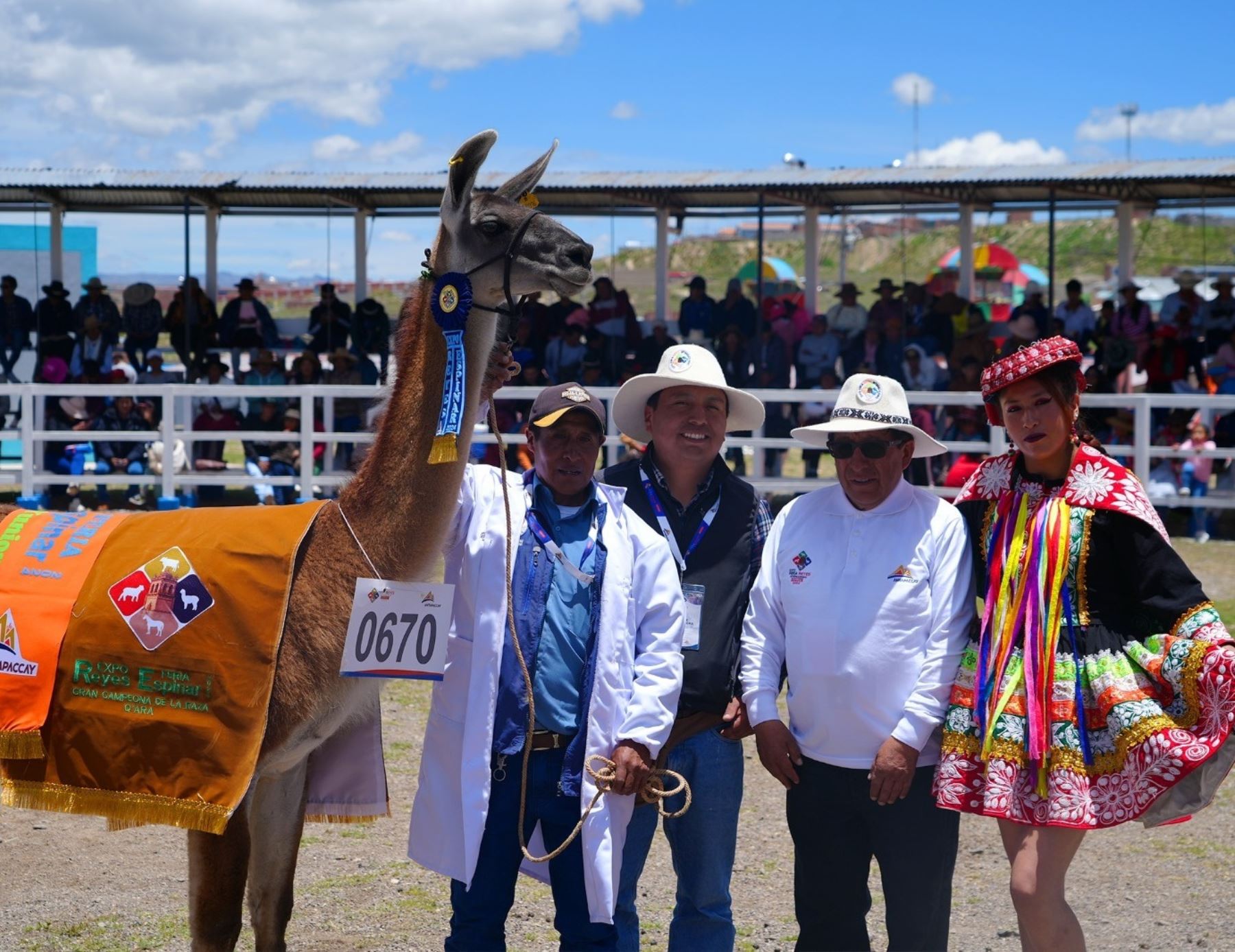 Cerca de 600 productores ganaderos participaron en la Expo Feria Reyes Espinar 2024, que se celebró en Yauri, región Cusco.