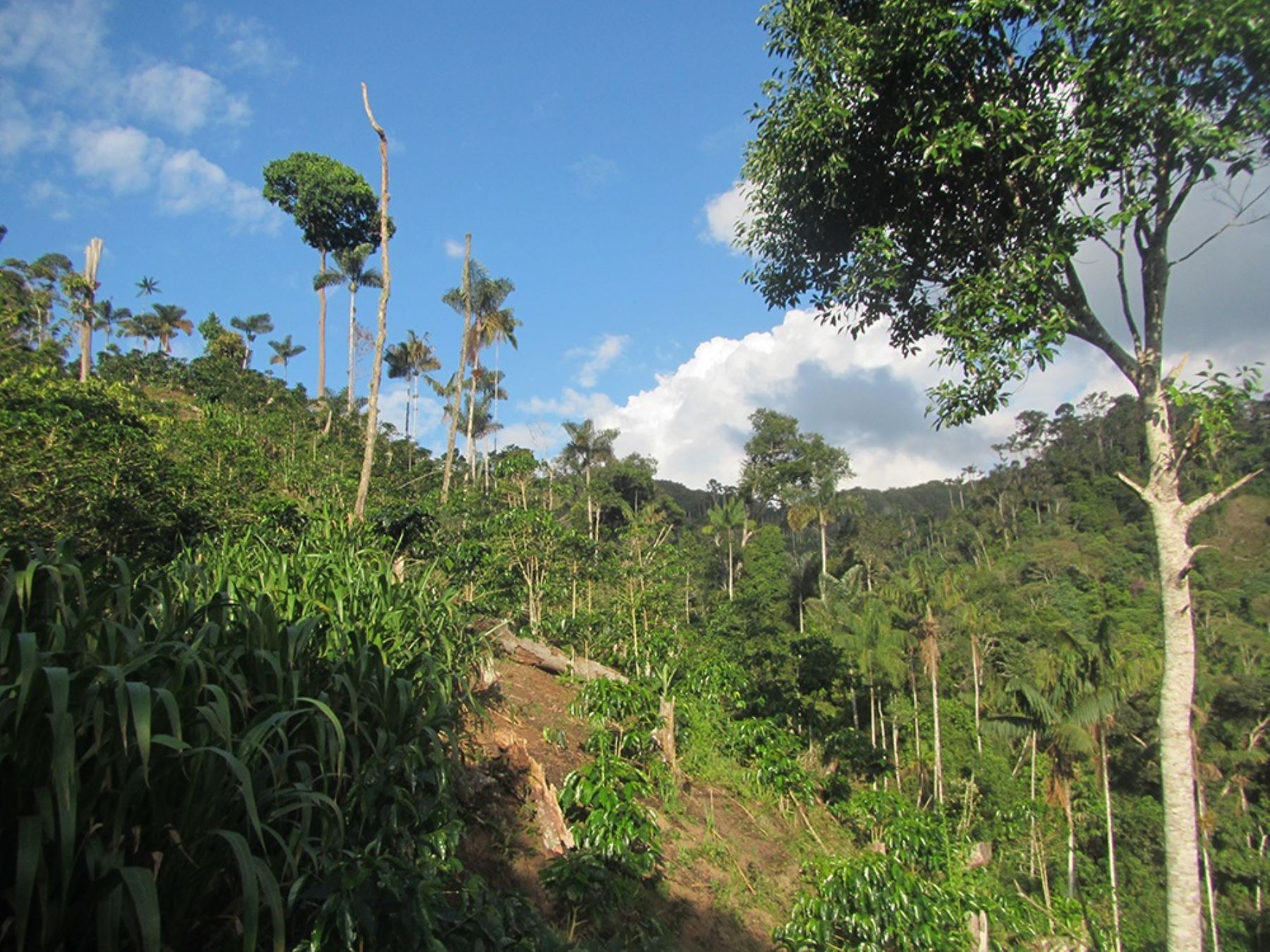 El Gobierno Regional de San Martín rechazó la aprobación de la norma que modifica la Ley Forestal que favorecería la deforestación en la Amazonía peruana.