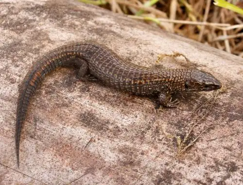 Dos nuevas especies de lagartijas fueron descubiertas en la región Amazonas por un equipo de científico integrado por investigadores peruanos y extranjeros, informó el Serfor. ANDINA/Difusión