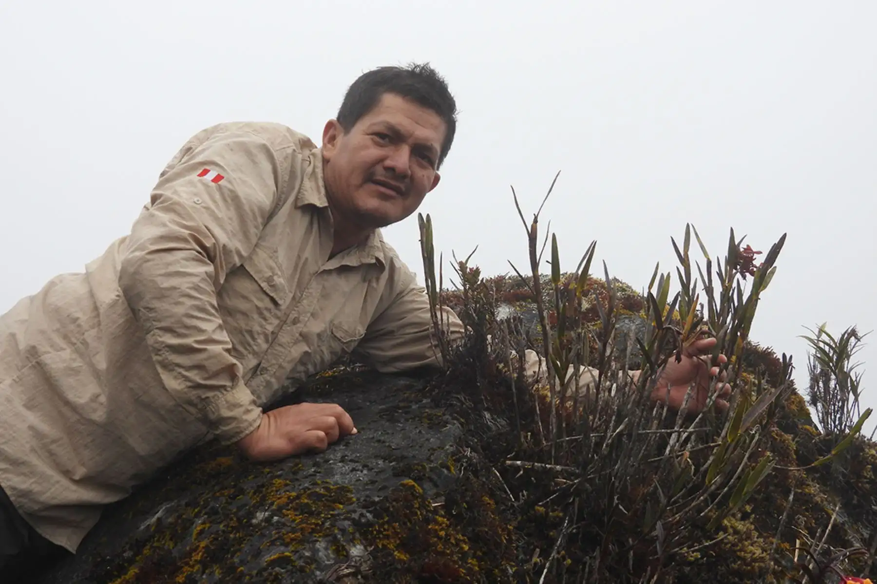 Marco Salas Guerrero , especialista del Parque Nacional del Río Abiseo, ha descubierto 15 variedades de orquídeas. La áreas protegidas a cargo de Sernanp poseen una gran riqueza de orquídeas debido a la diversidad de pisos altitudinales. Foto: SERNANP