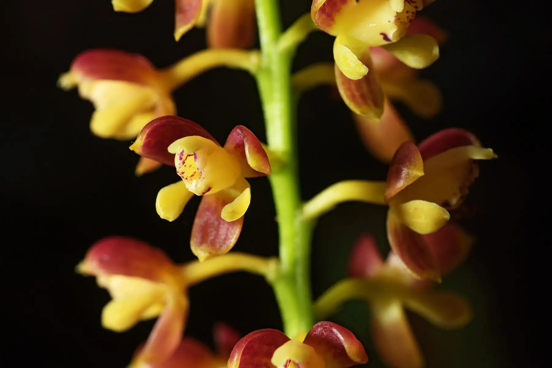 La áreas protegidas a cargo de Sernanp poseen una gran riqueza de orquídeas debido a la diversidad de pisos altitudinales. Foto: SERNANP
