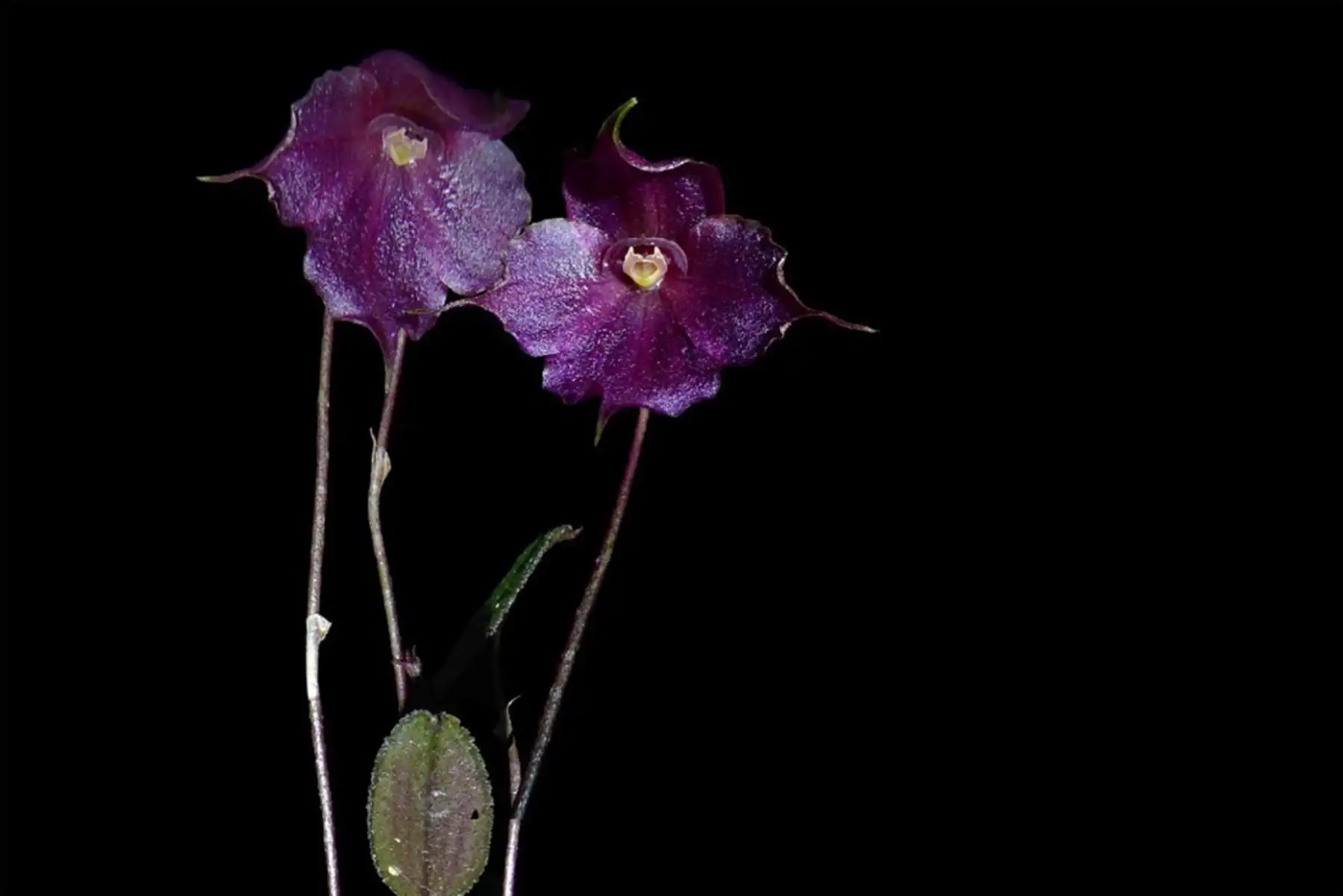 La áreas protegidas a cargo de Sernanp poseen una gran riqueza de orquídeas debido a la diversidad de pisos altitudinales. Foto: SERNANP