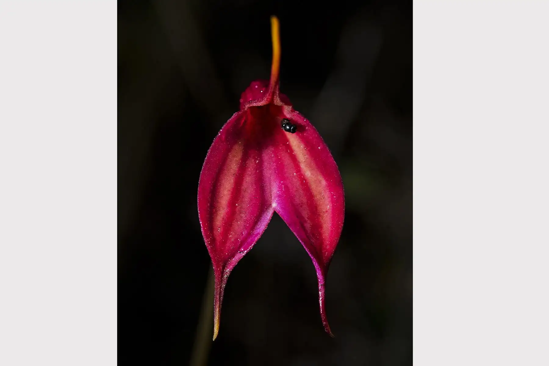 La áreas protegidas a cargo de Sernanp poseen una gran riqueza de orquídeas debido a la diversidad de pisos altitudinales. Foto: SERNANP