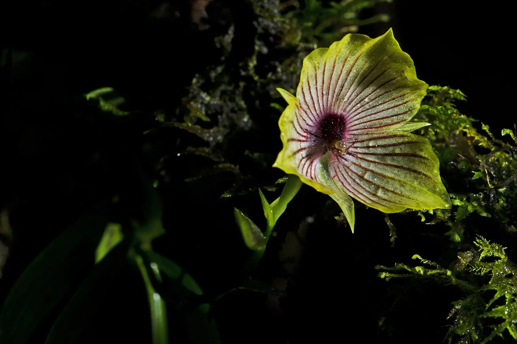 La áreas protegidas a cargo de Sernanp poseen una gran riqueza de orquídeas debido a la diversidad de pisos altitudinales. Foto: SERNANP
