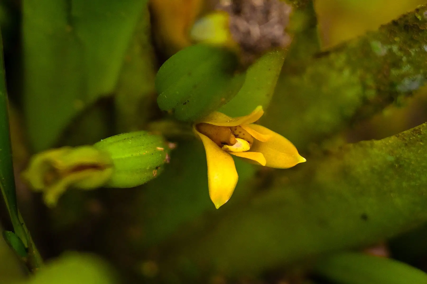 La áreas protegidas a cargo de Sernanp poseen una gran riqueza de orquídeas debido a la diversidad de pisos altitudinales. Foto: SERNANP