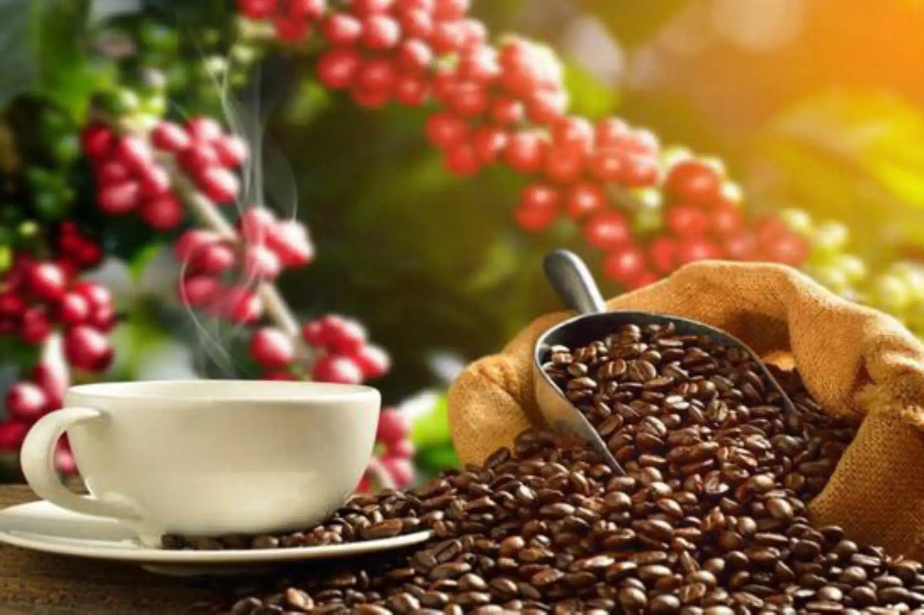 El café peruano es apreciado en el mundo por sus cualidades en sabor, aroma y cuerpo (imagen referencial). Foto: ANDINA/Difusión.