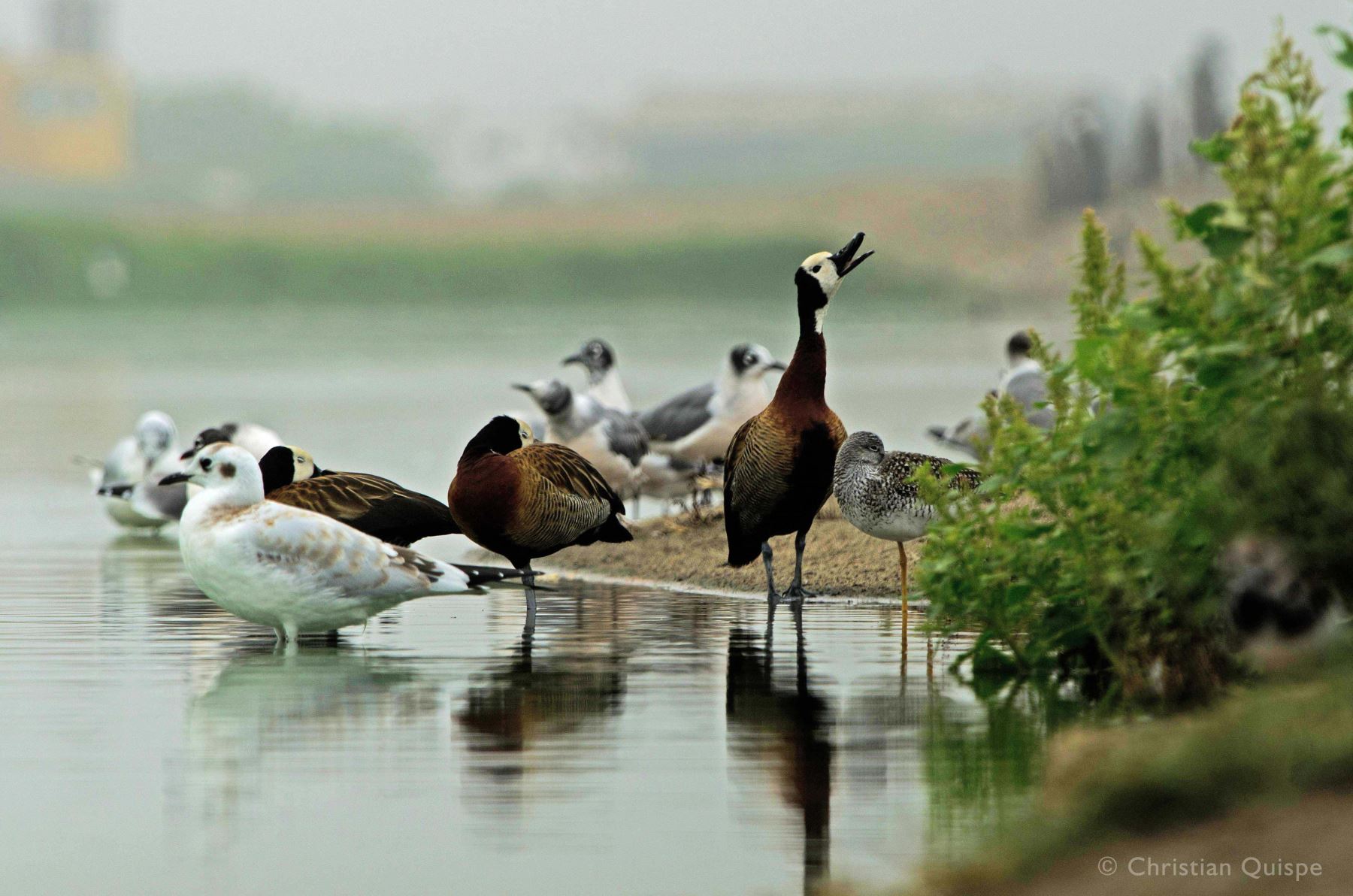 Pantanos de Villa, uno de los humedales ubicado en la ciudad de Lima. Alberga una gran diversidad de especies.