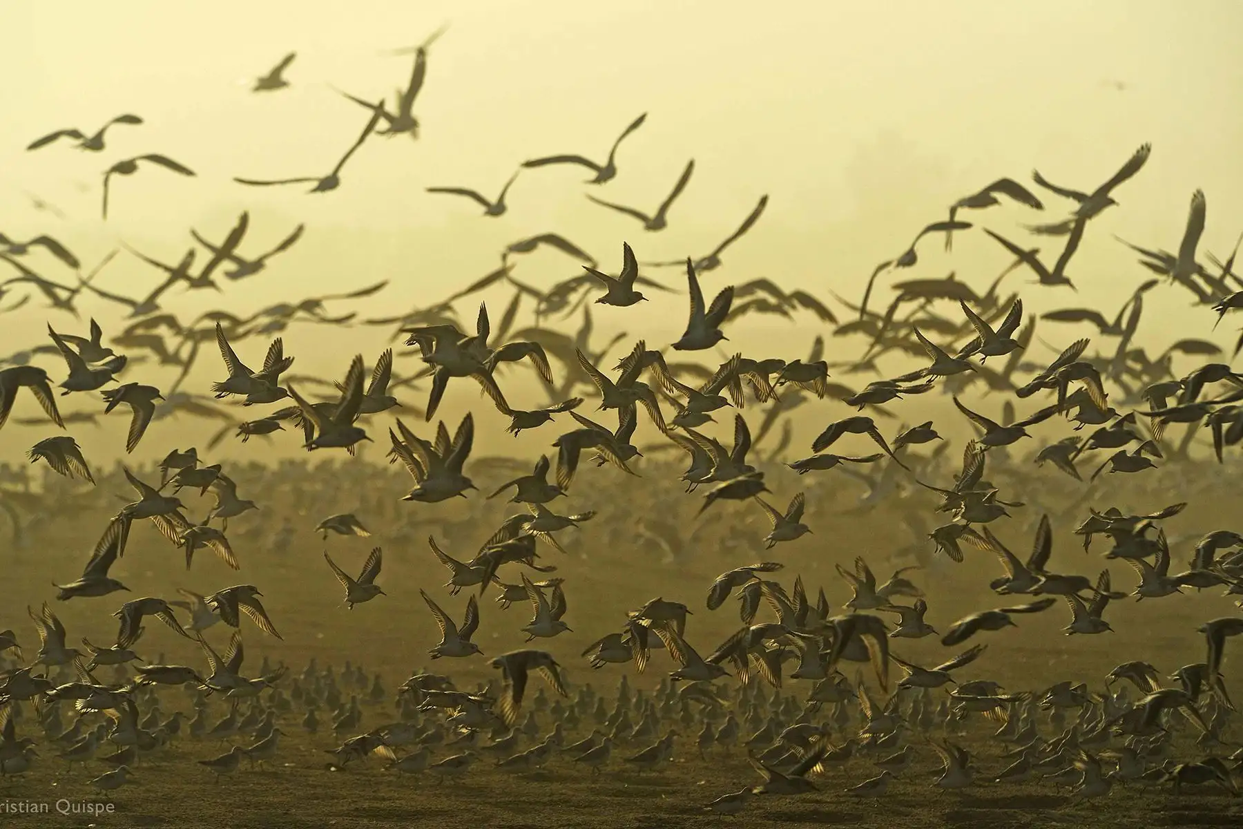 Lima Metropolitana es una de las pocas capitales del mundo ubicadas en la costa; su ecosistema pertenece al Pacífico subtropical y tiene mucha influencia de la corriente peruana. Foto: Christian Quispe / SERNANP