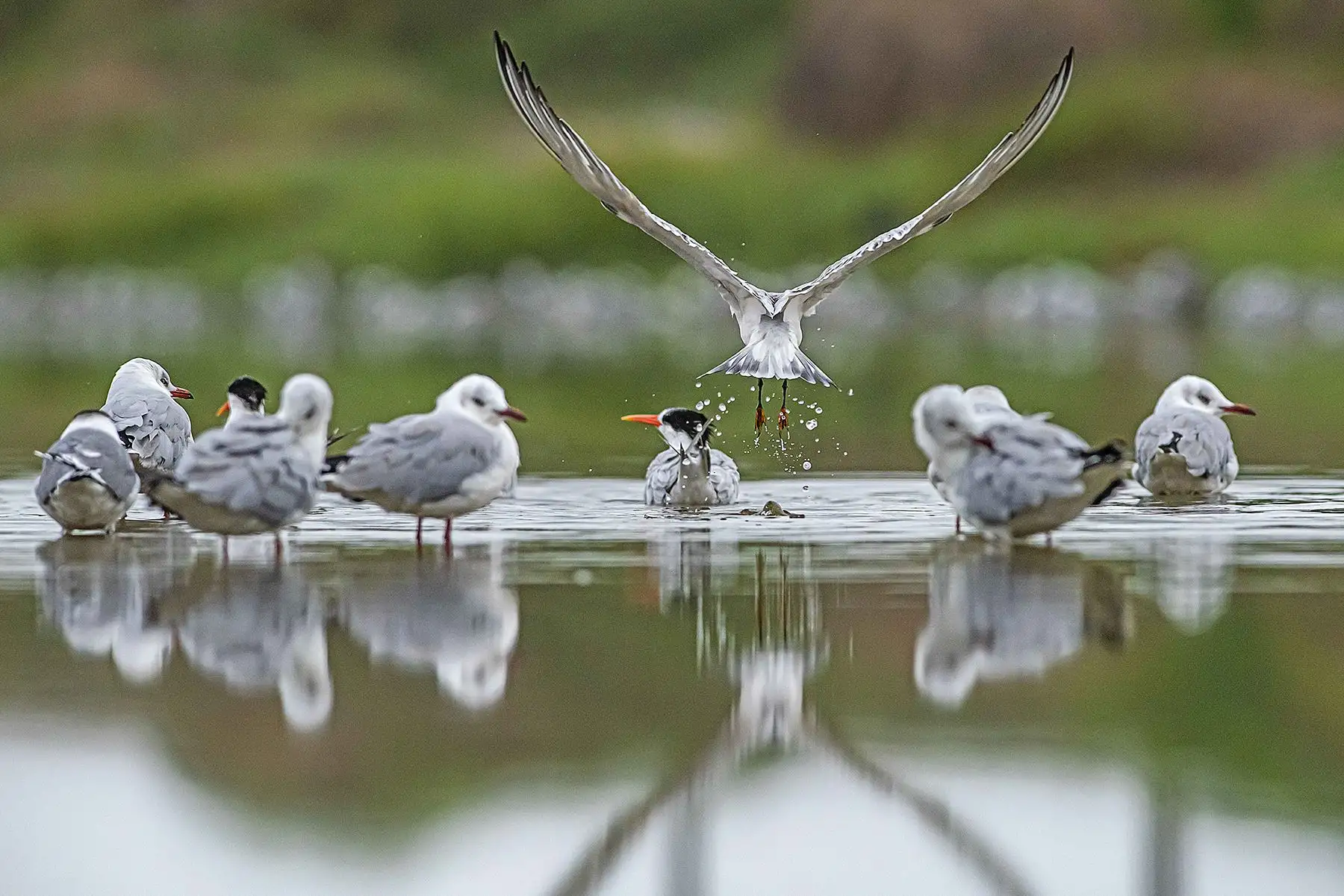 En el Refugio de Vida Silvestre Los Pantanos de Villa, en Chorrillos, especies de flora y fauna propias de la costa peruana conviven con las aves migratorias. El cambio climático podría afectar este hábitat, advierte especialista. Foto: Christian Quispe / SERNANP