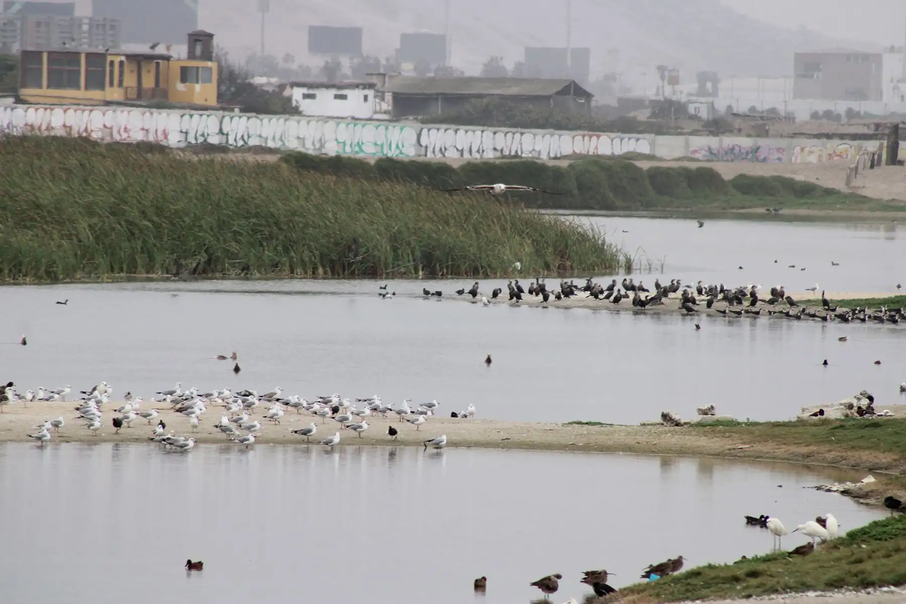 En la actualidad, el ciclo del agua no ha cambiado: de enero a setiembre u octubre, tiene un buen volumen de aguas, gracias a las precipitaciones en la sierra, y baja los niveles de agua los dos últimos meses del año. Pero Ubillús advierte que en unos 20 o 30 años, cuando los volúmenes de agua del Rímac se reduzcan por la falta de glaciares, afectará severamente los canales que abastecen con aguas subterráneas a los Pantanos de Villa. Foto: Christian Quispe / SERNANP