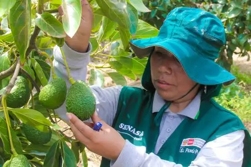 Peruvian avocado is close to be exported to Philippines. ANDINA/Difusión