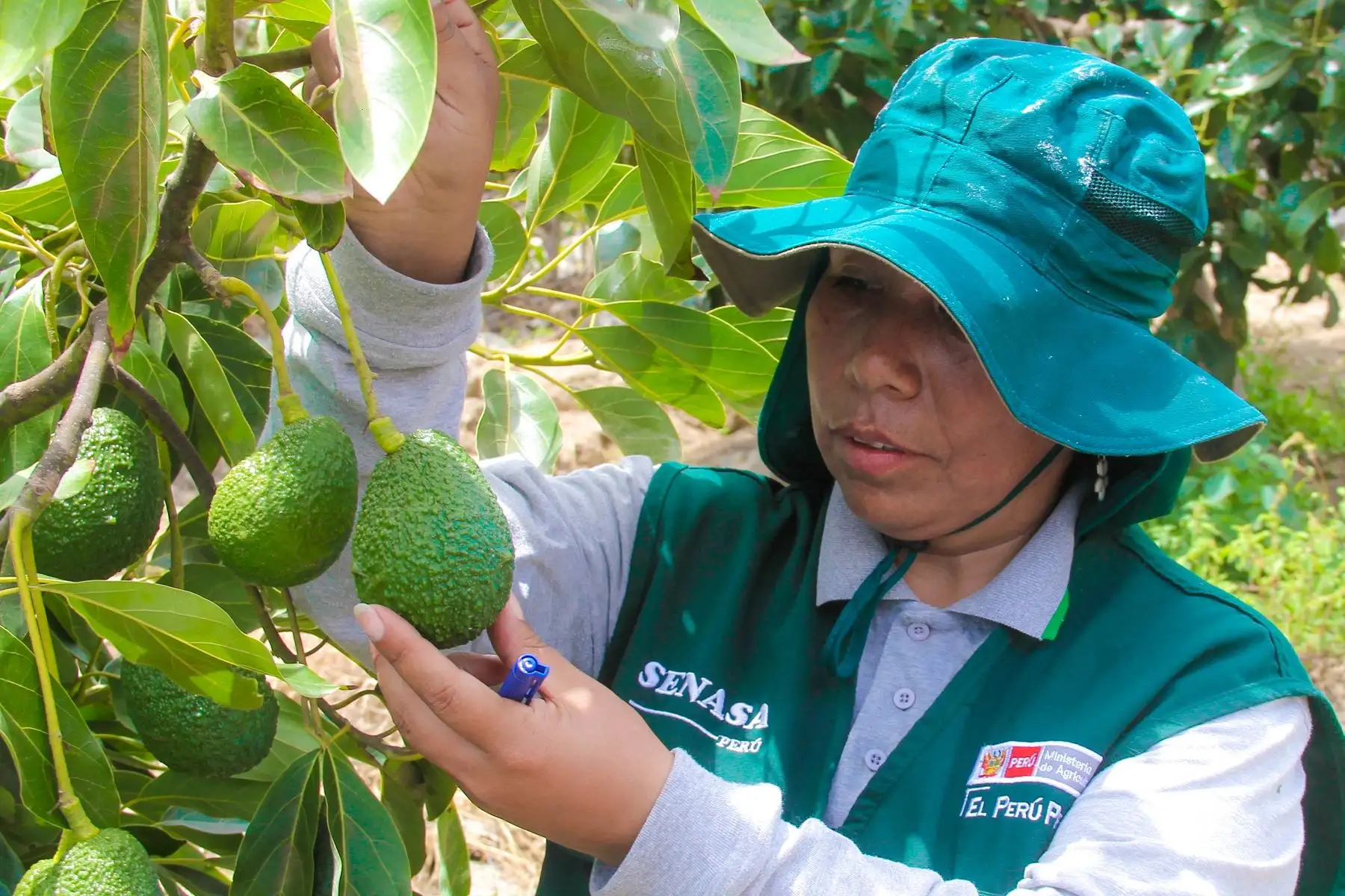 Peru promotes opening of 16 new markets to boost agricultural exports and family farming