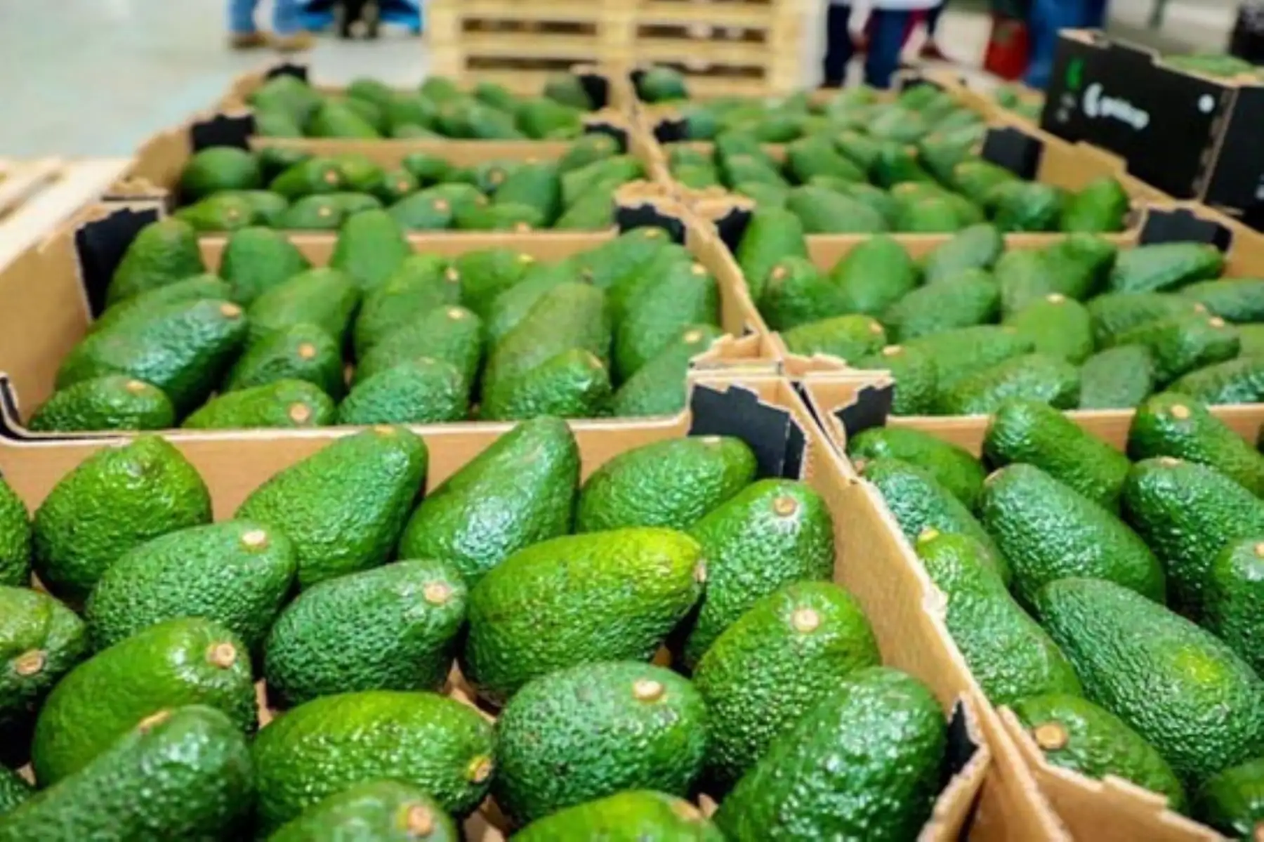 Día Nacional de la Palta Peruana: envíos sumaron récord histórico de US$ 1,362 millones